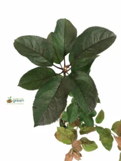 SN FLOWERING COLLECTION Crabapple - Robinson