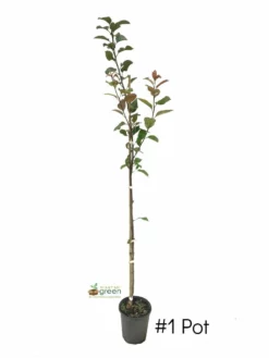 SN FLOWERING COLLECTION Crabapple - Robinson