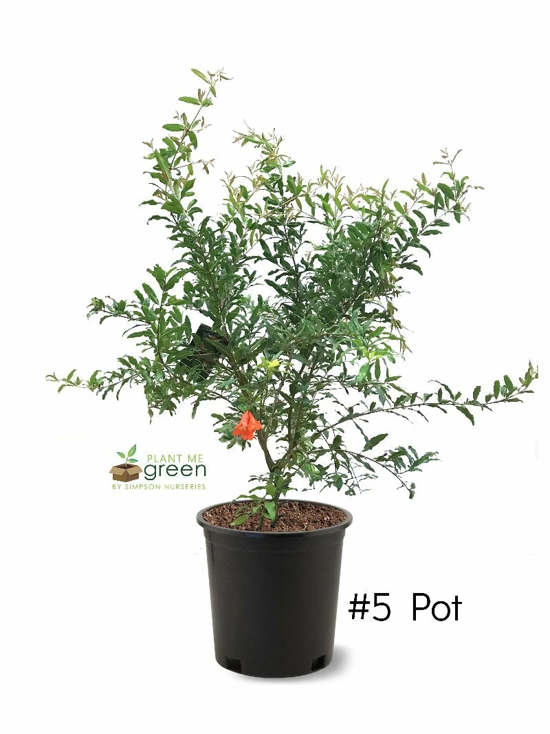 SN Pomegranate Trees - Russian #26 FRUIT COLLECTION