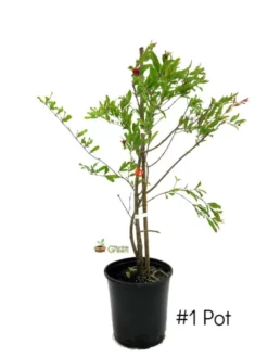 SN Pomegranate Trees - Russian #26 FRUIT COLLECTION