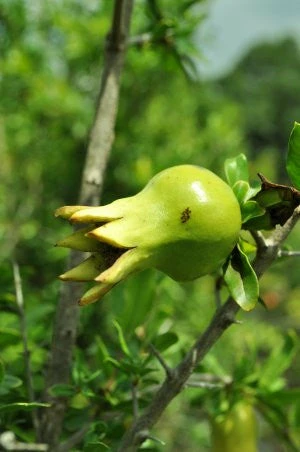 SN Pomegranate Trees - Russian #26 FRUIT COLLECTION