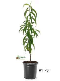 SN Peach Trees - Ruston Red