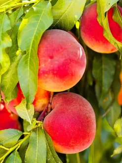 SN Peach Trees - Ruston Red