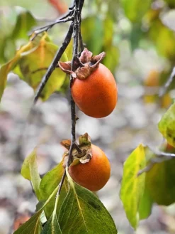 SN Persimmon Trees - Saijo (Astringent)