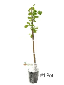 SN Persimmon Trees - Rosseyanka (Astringent)