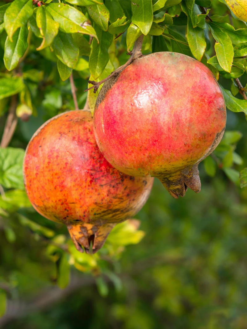 SN FRUIT COLLECTION Pomegranate Trees - Salavatski