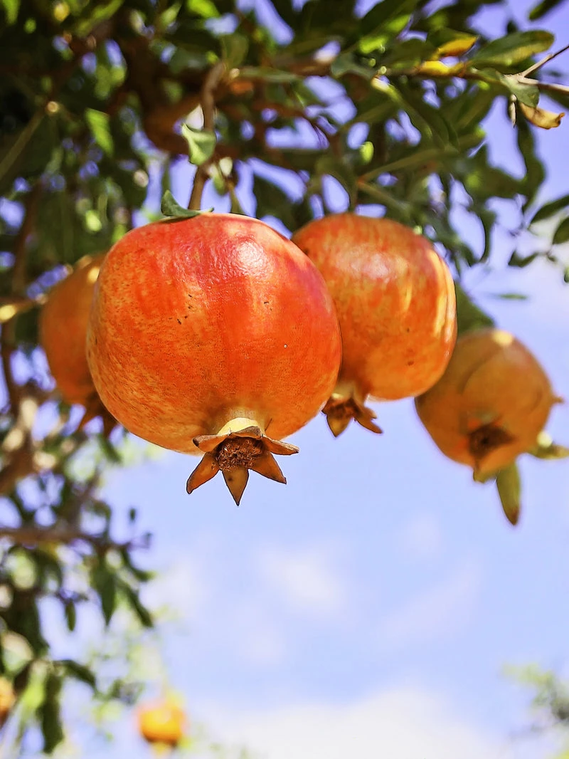 SN FRUIT COLLECTION Pomegranate Trees - Salavatski