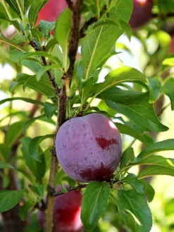 SN Plum Trees - Santa Rosa