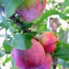 SN Plum Trees - Santa Rosa
