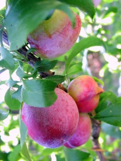 SN Plum Trees - Santa Rosa