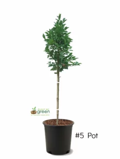 SN Plum Trees - Santa Rosa