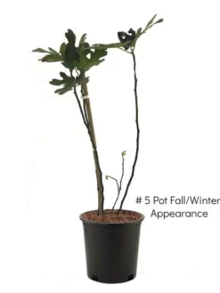 SN Fig Trees - Celestial