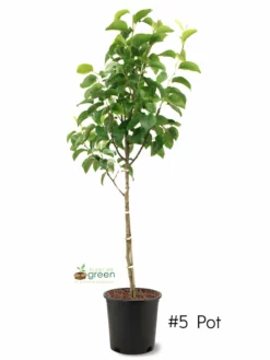 SN Pear Trees - Shinko