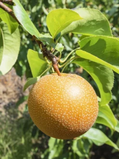 SN Pear Trees - Shinko