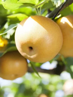 SN Pear Trees - Shinseiki FRUIT COLLECTION