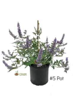 SN Vitex - Shoal Creek
