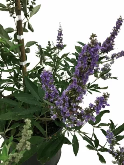 SN Vitex - Shoal Creek