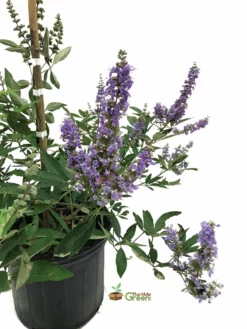 SN Vitex - Shoal Creek