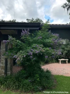 SN Vitex - Shoal Creek