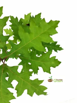 SN Oak - Shumard SHADE COLLECTION