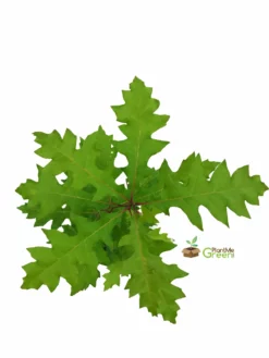 SN Oak - Shumard SHADE COLLECTION