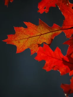 SN Oak - Shumard SHADE COLLECTION