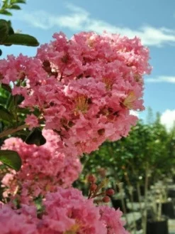SN FLOWERING COLLECTION Crape Myrtle - Sioux