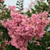 SN FLOWERING COLLECTION Crape Myrtle - Sioux