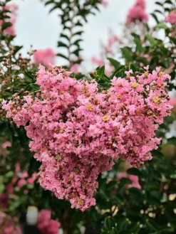 SN FLOWERING COLLECTION Crape Myrtle - Sioux