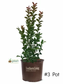 SN Crape Myrtle - Southern Living™ Miss Frances