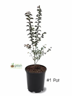 SN Crape Myrtle - Southern Living™ Miss Sandra