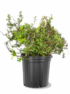 Plant Me Green Spirea - Anthony Waterer Other Flowering Plants