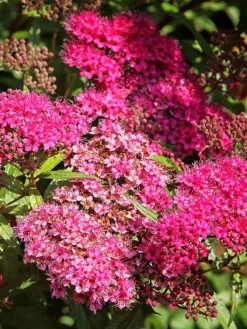 Plant Me Green Spirea - Anthony Waterer Other Flowering Plants