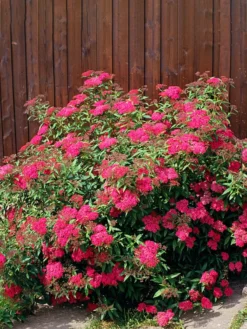 Plant Me Green Spirea - Anthony Waterer Other Flowering Plants