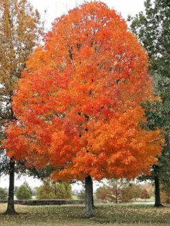 Plant Me Green SHADE COLLECTION Maple - Sugar