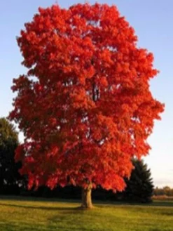 SN Maple - Sunset Red SHADE COLLECTION