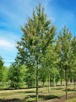 SN Maple - Summer Red