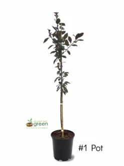 SN Crabapple - Summer Wonder