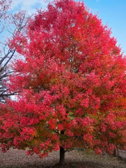 SN Maple - Sun Valley