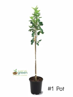 Plant Me Green Apple Trees - Suncrisp