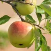 Plant Me Green Apple Trees - Suncrisp