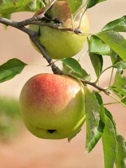 Plant Me Green Apple Trees - Suncrisp