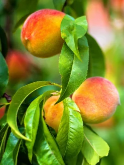 SN Peach Trees - Sunny J