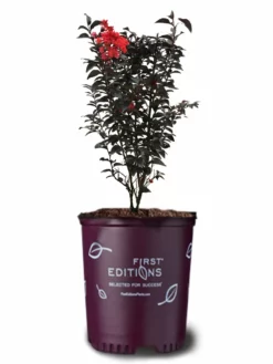 Plant Me Green Crape Myrtle - First Editions® Sunset Magic™ FLOWERING COLLECTION