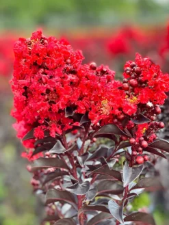 Plant Me Green Crape Myrtle - First Editions® Sunset Magic™ FLOWERING COLLECTION
