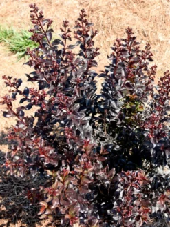 Plant Me Green Crape Myrtle - First Editions® Sunset Magic™ FLOWERING COLLECTION