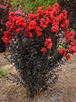 Plant Me Green Crape Myrtle - First Editions® Sunset Magic™ FLOWERING COLLECTION
