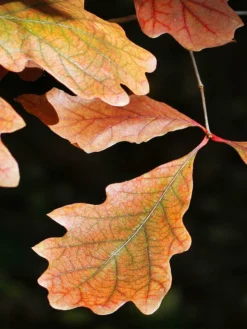 SN Oak - Swamp White SHADE COLLECTION