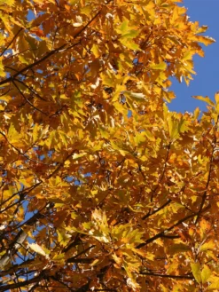 SN Oak - Swamp White SHADE COLLECTION