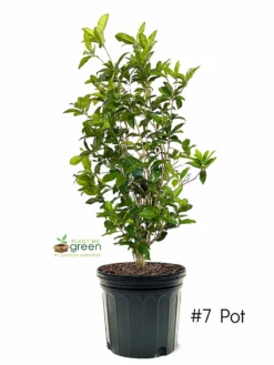 SN Osmanthus Fragrans - Tea Olive FLOWERING COLLECTION